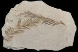 Dawn Redwood (Metasequoia) Fossils - Montana #165166-1